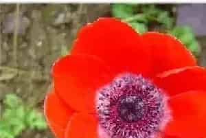 欧洲银莲花