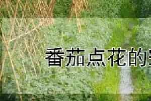 番茄点花的窍门