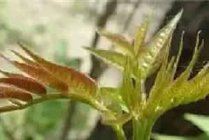 香椿育苗技术技巧分享