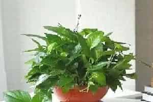卫生间里适合养哪些植物？