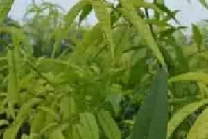 桃树连年黄叶怎么办？三种调理方法学习下
