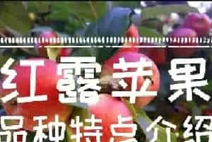 红露苹果好吃吗？红露苹果品种特点介绍