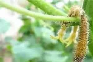 黄瓜烂尖原因及防治方法介绍