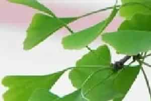 银杏苗木木材市场分析