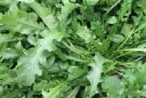 家庭阳台几月能种荠菜 荠菜阳台种植方法