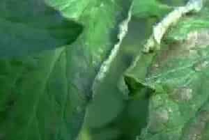 番茄发生冻害后的补救措施