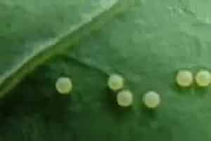 阿维菌素有什么特点？