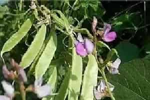 早春扁豆种植注意什么
