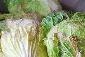 白菜根部溃烂原因及防治方法