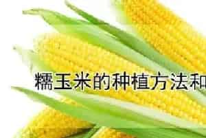 糯玉米的种植方法和时间
