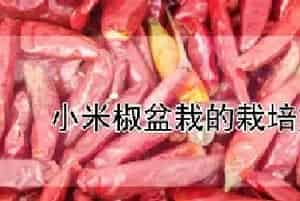 小米椒盆栽的栽培方法
