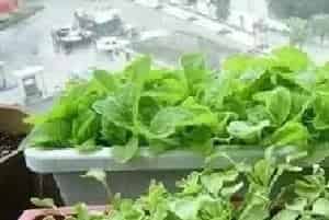 家庭种菜驱除鸟类的有效方法