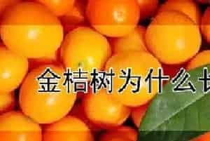 金桔树为什么长刺
