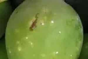 如何防治芒果介壳虫？