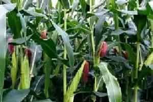黑玉米高产种植技术技巧