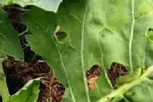 阿维菌素使用要注意什么？