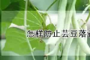 怎样防止芸豆落花落果