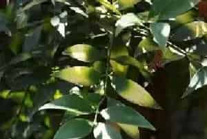 罗汉松的叶子总是发黄变黑？快来学习这几点管理技巧