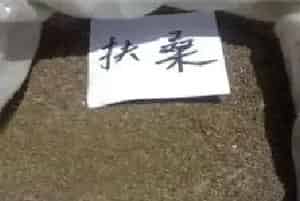 扶桑花的繁殖方法