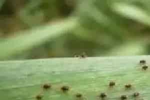 红蜘蛛什么时候进入高发期？红蜘蛛防治技巧