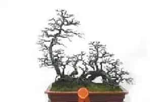 2006中国盆景赏石博览会获金奖盆景作品欣赏