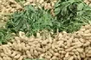 花生烂果什么原因？解决办法技巧分析
