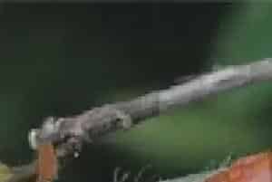 荔枝木蠹蛾类害虫的特征与防治