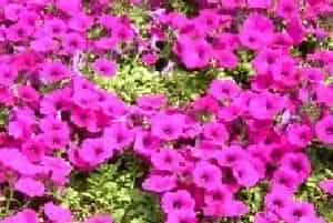 盆栽矮牵牛花怎么养 矮牵牛花养殖方法与注意事项