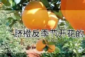 脐橙反季节开花的原因