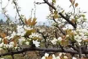 梨树如何疏花疏果