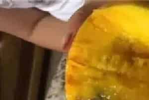 芒果烂果是什么原因？防治方法介绍