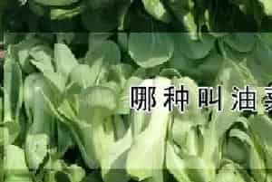 哪种叫油菜