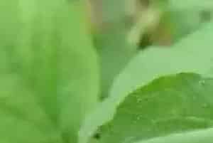 灭多威使用方法