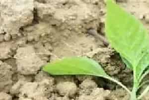 蔬菜死苗的预防措施