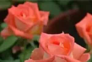 粉玫瑰的花语