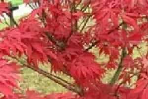 红枫是不是常绿的落叶植物？