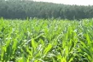 2018种玉米赚钱吗？玉米种植的利润与投资成本及前景预测