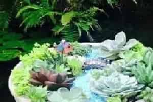 多肉植物生蚧壳虫的原因有哪些?如何进行防治?