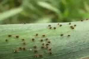 红蜘蛛什么时候进入高发期？红蜘蛛防治技巧