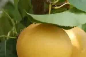 梨病虫害及防治药剂有哪些