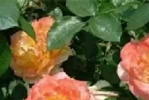月季种植的施肥管理