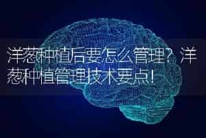 荷兰豆种植