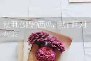 使用沼肥种西瓜，我们用对对策