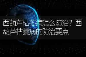 西葫芦枯萎病怎么防治？西葫芦枯萎病的防治要点