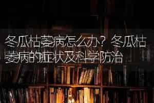 冬瓜枯萎病怎么办？冬瓜枯萎病的症状及科学防治