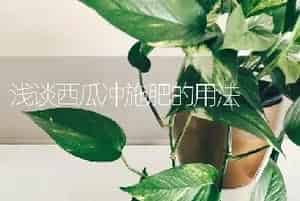 浅谈西瓜冲施肥的用法