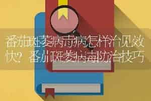 西瓜：促根保藤有三步