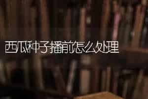 西瓜种子播前怎么处理
