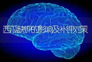 西瓜缺钾的影响及补钾对策