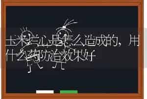 玉米烂心是怎么造成的,用什么药防治效果好